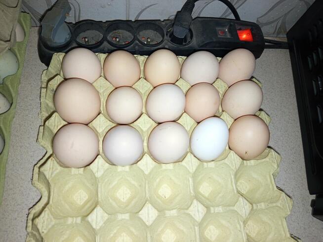 Sprzedam kurze jaja.