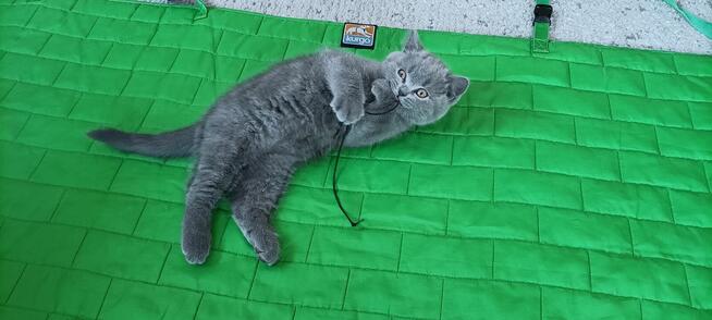 Kotek Brytyjski krótkowłosy niebieski (Lukier)