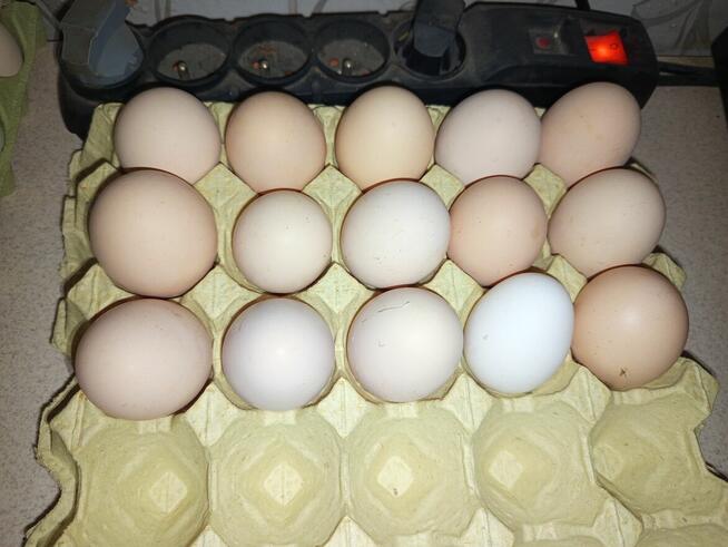 Sprzedam kurze jaja.