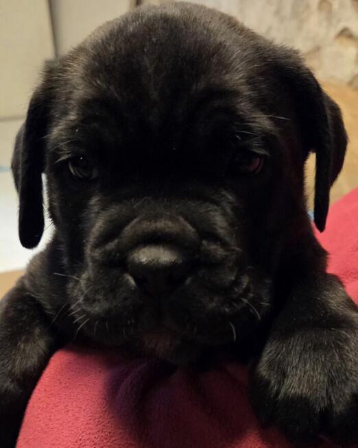 Oddam szczeniaczki Cane Corso w dobre ręce