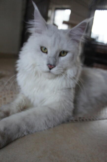 shaded koteczka Maine Coon - rodowód FPL