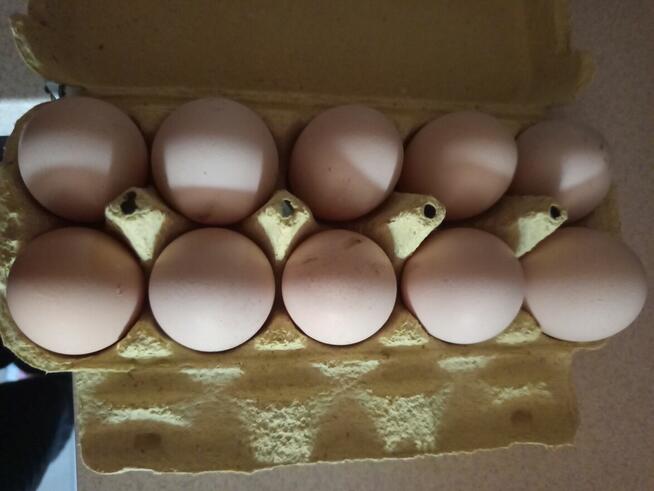 Sprzedam kurze jaja.