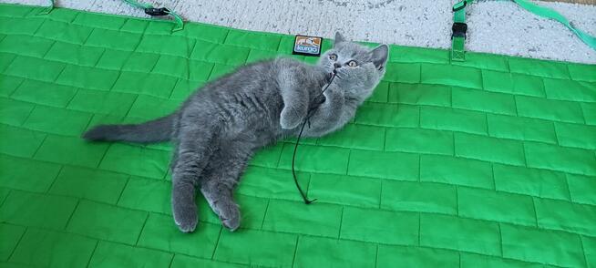 Kotek Brytyjski krótkowłosy niebieski (Lukier)