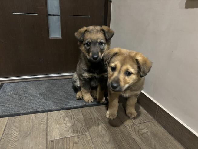 Dwa szczeniaczki, suczki 1,5 miesięczne do oddania za darmo