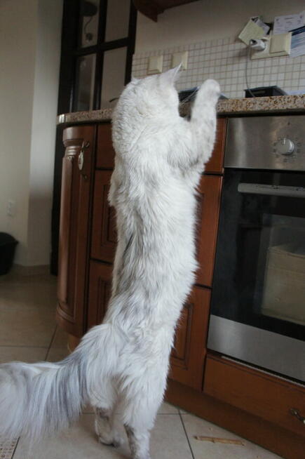 shaded koteczka Maine Coon - rodowód FPL