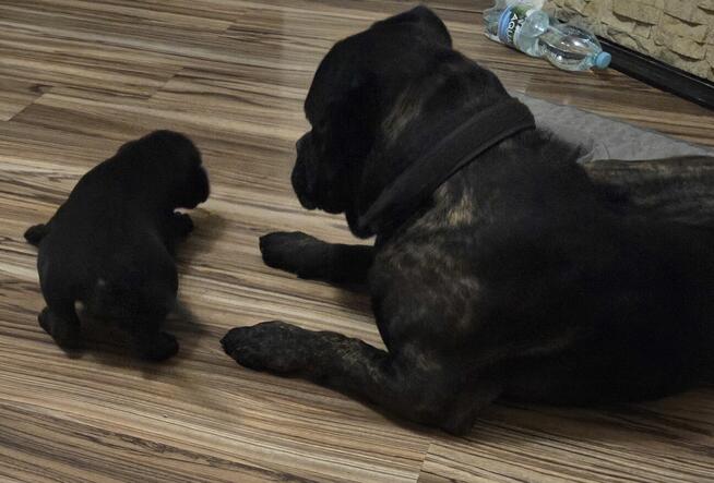Oddam szczeniaczki Cane Corso w dobre ręce