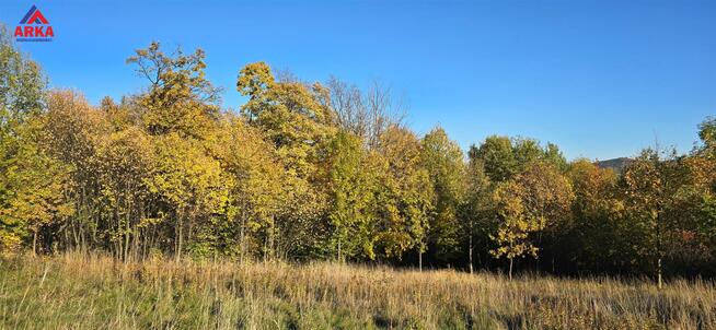 Działka leśna Wola Skrzydlańska gm. Dobra