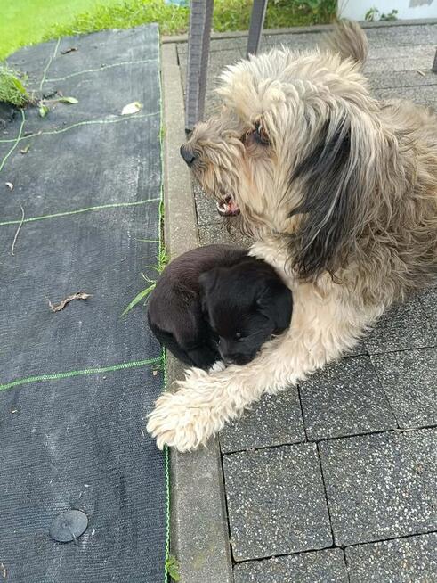 Dwie siostry szukają domu.