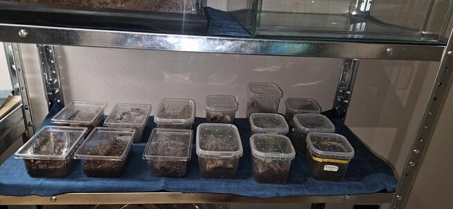 Hodowla ptaszników 25sztuk