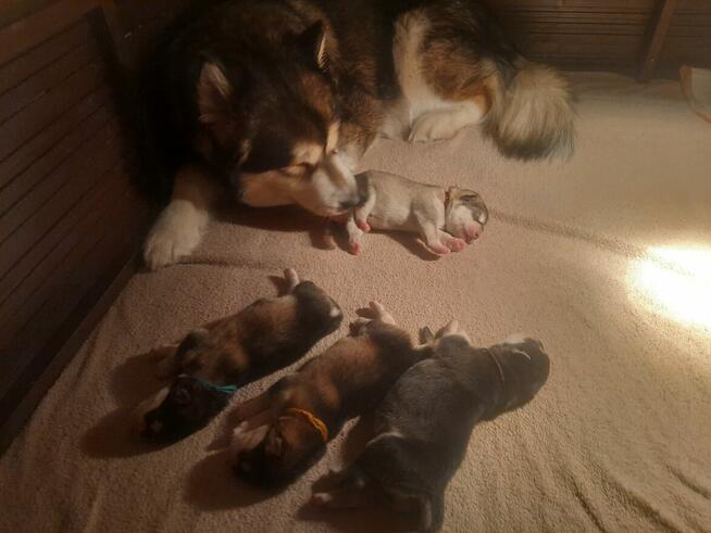 Alaskan Malamute Szczenięta na sprzedaż