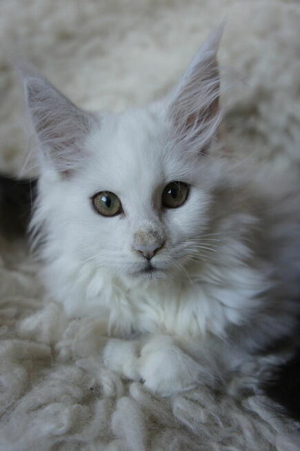 shaded koteczka Maine Coon - rodowód FPL