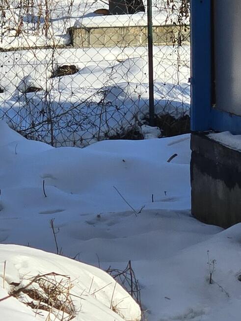 Działka rekreacyjna na granicy Targówka I Ząbek