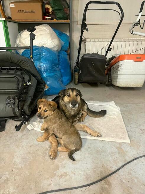 Dwa szczeniaczki, suczki 1,5 miesięczne do oddania za darmo