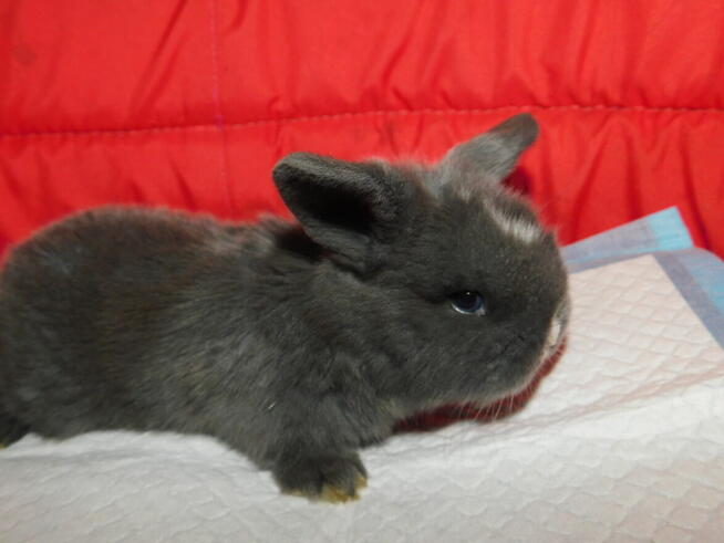 Niebieskie baranki mini lop