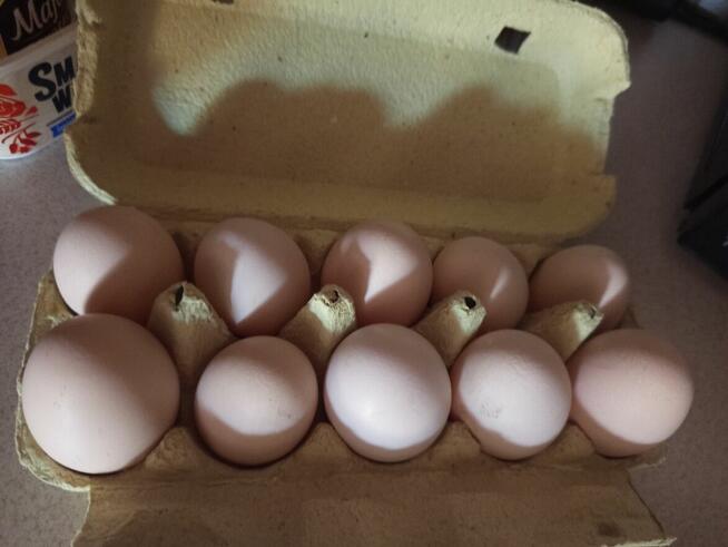 Sprzedam kurze jaja.