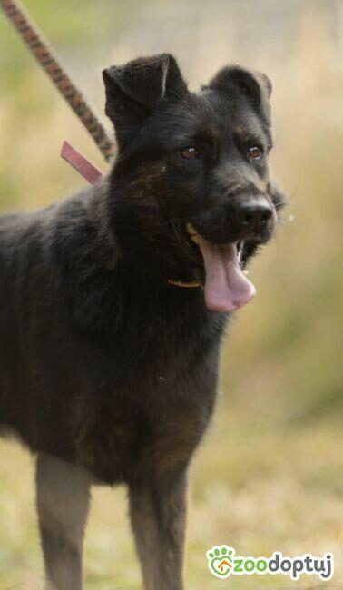 BIES - piękny psiak w typie owczarka do adopcji