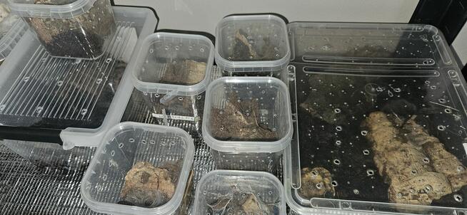 Hodowla ptaszników 25sztuk