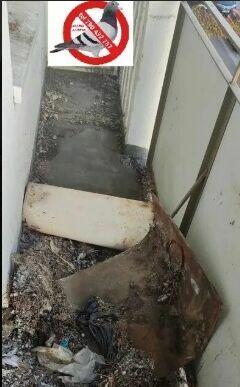 Czyszczenie sprzątanie po gołębiach