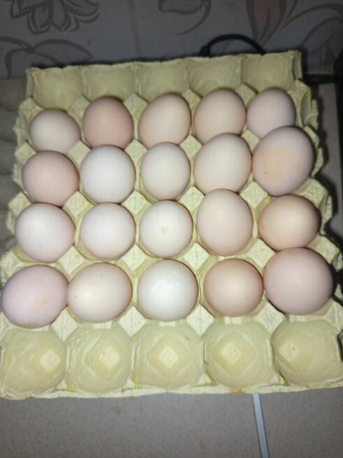Sprzedam kurze jaja.