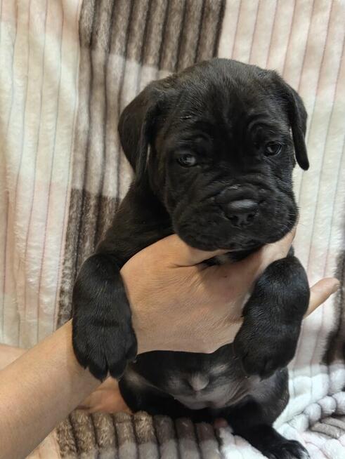 Oddam szczeniaczki Cane Corso w dobre ręce