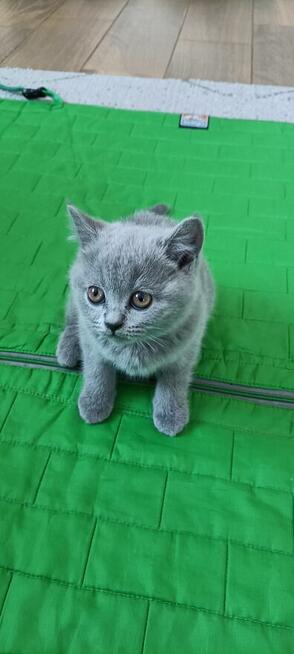 Kotek Brytyjski krótkowłosy niebieski (Lalka)