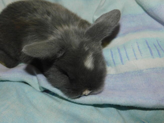 Niebieskie baranki mini lop