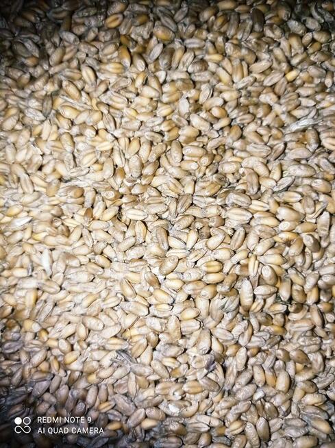 Pszenica zamiast peletu