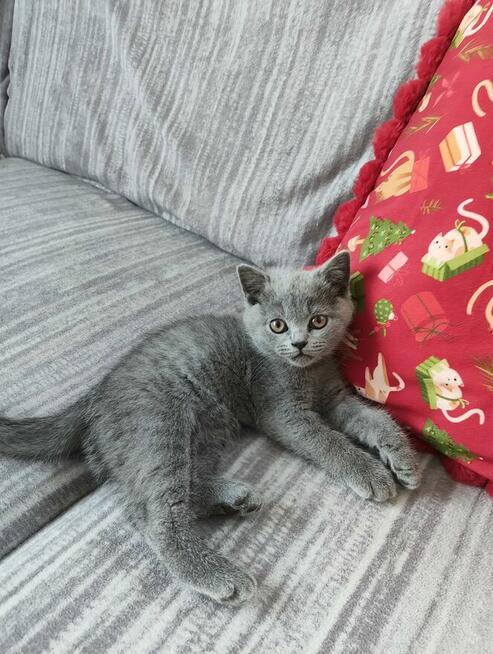 Kotka Brytyjska krótkowłosa niebieska (Limonka)