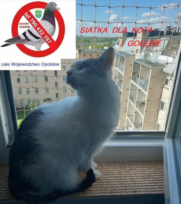 Montaż siatki na balkonie, oknie dla kotka przeciw ptakom