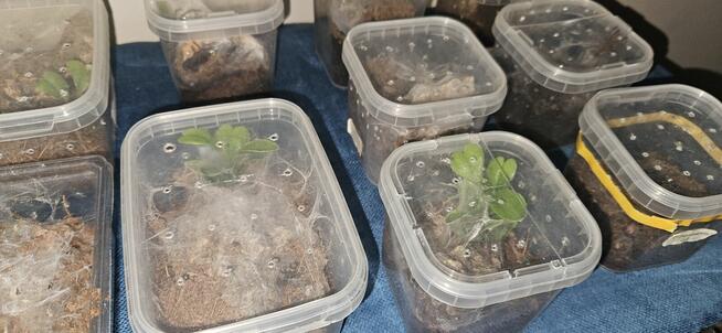 Hodowla ptaszników 25sztuk