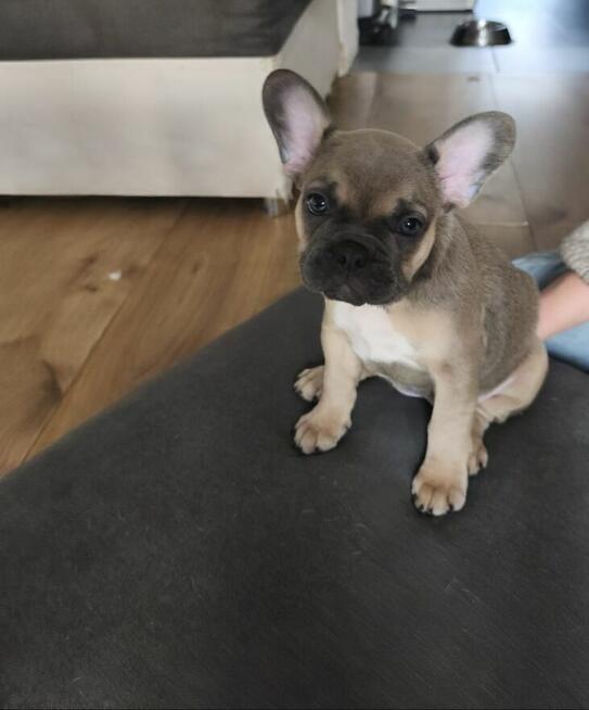 Buldogi francuskie