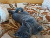 Sprzedam kocięta rasy rosyjskiej niebieski z rod.szczep.czip