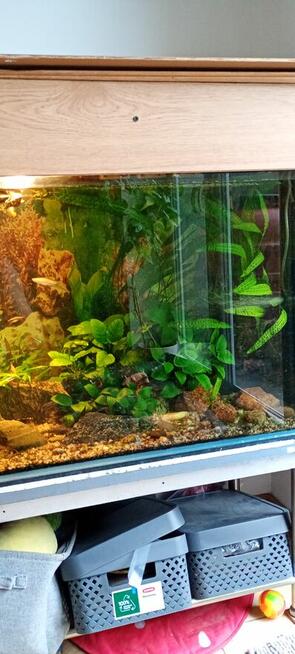 akwarium 350 l z obsadą