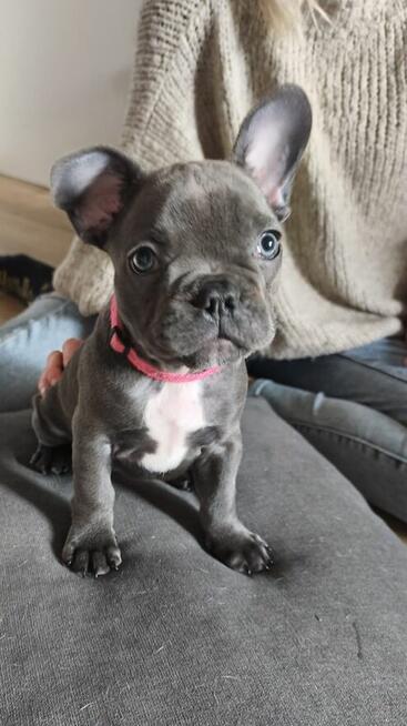 Buldogi francuskie