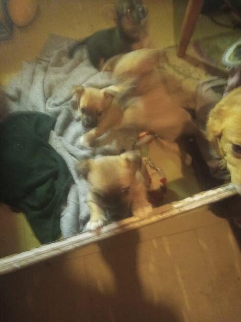 Oddam szczeniaki kundelki