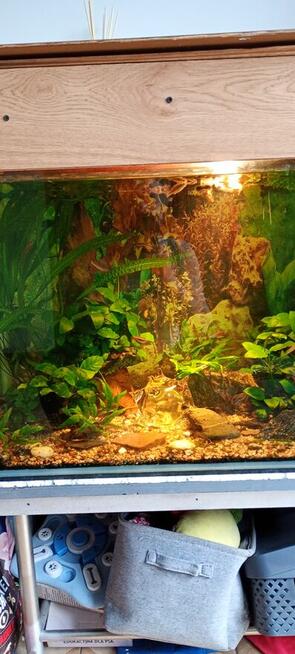 akwarium 350 l z obsadą