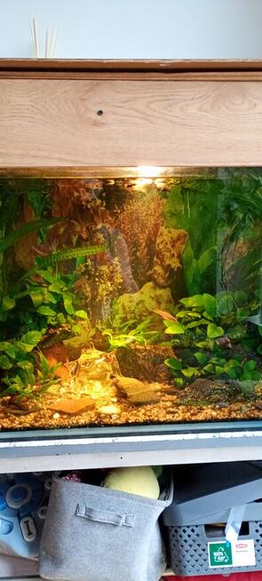 akwarium 350 l z obsadą
