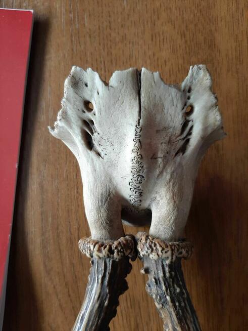 Rogi poroże sarny Jelenia kolekcja staroć antyk PRL