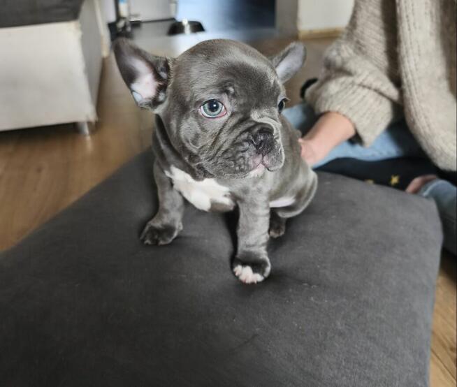 Buldogi francuskie