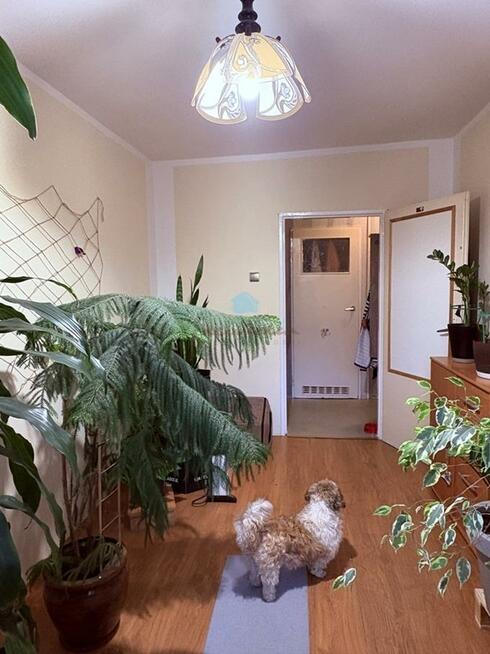 Mieszkanie Gniezno Tysiąclecie, Budowlanych