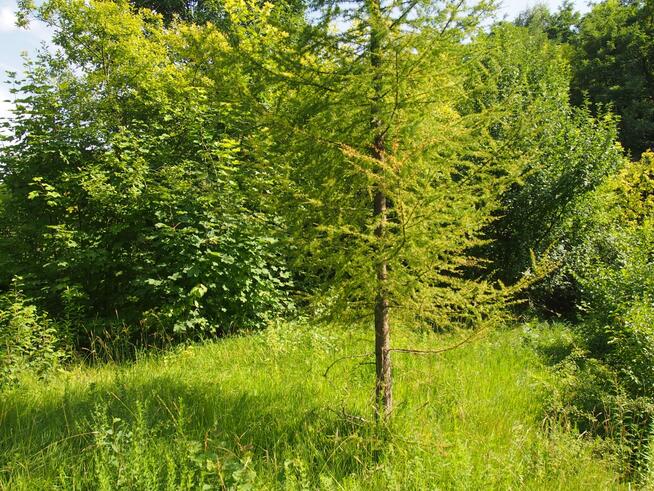 działka rekreacyjna