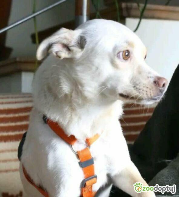 ŻABCIA - cudowna sunia szuka najlepszego domu