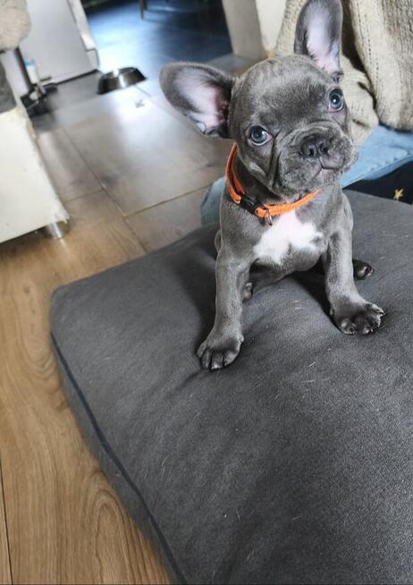 Buldogi francuskie