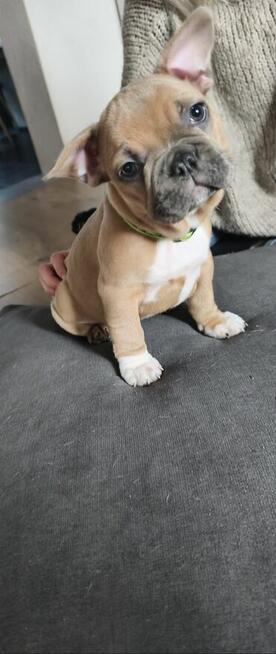 Buldogi francuskie