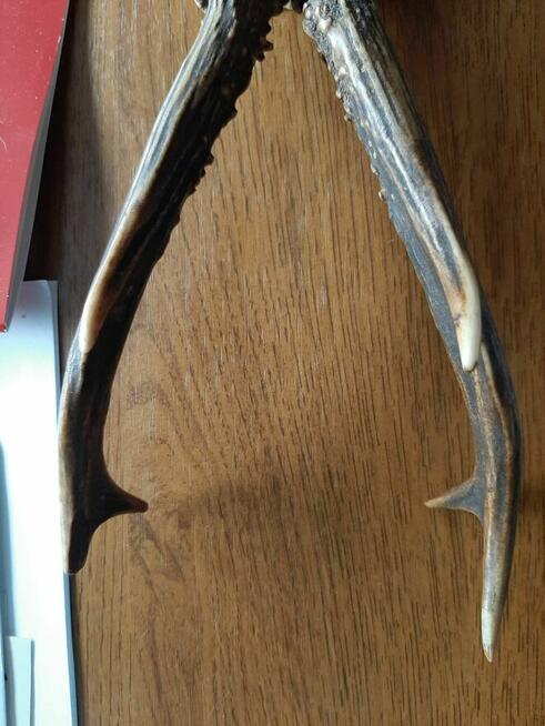 Rogi poroże sarny Jelenia kolekcja staroć antyk PRL