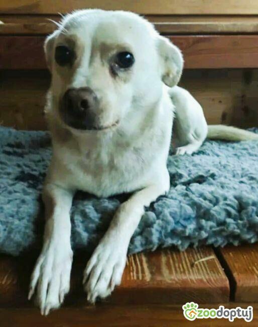 ŻABCIA - cudowna sunia szuka najlepszego domu