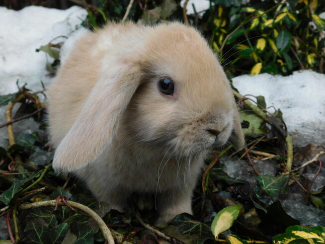 Baranek mini lop beżowa samiczka