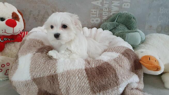 Maltańczyk sunia gotowa do odbioru