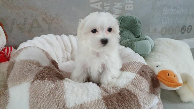 Maltańczyk sunia gotowa do odbioru