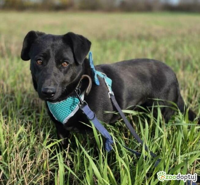 BIBI - 2 lata czeka na dom, ADOPTUJ PROSZĘ!